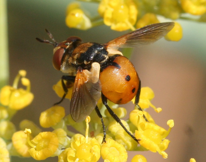 Gymnosoma rungsi (Tachinidae)